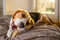 Beagle puppy chewing on a dog snack Royalty Free Stock Photo