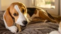 Beagle puppy chewing on a dog snack Royalty Free Stock Photo