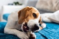 Beagle puppy chewing on a dog snack Royalty Free Stock Photo