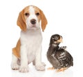 Beagle Puppy and Chick Duo on Bright White Backdrop Royalty Free Stock Photo