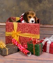 Beagle puppy christmas gift Royalty Free Stock Photo