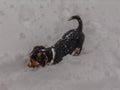 Beagle Puppy Digging in the Snow Royalty Free Stock Photo
