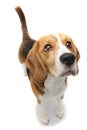 Beagle puppy dog Royalty Free Stock Photo