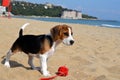 Beagle puppy dog on the beach