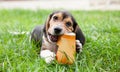 Beagle puppy dog chews paper cup on grass Royalty Free Stock Photo