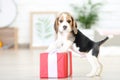 Beagle puppy dog Royalty Free Stock Photo