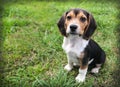 Beagle puppy dog on grass sit stay