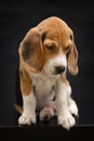 Beagle Puppy Dog Isolated On Black Background Royalty Free Stock Photo