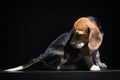 Beagle Puppy Dog Isolated On Black Background Royalty Free Stock Photo