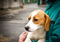 Beagle puppy in dog pound Royalty Free Stock Photo