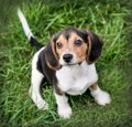 Beagle puppy dog sitting on grass