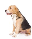 Beagle puppy dog sitting in profile. isolated on white