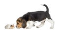 Beagle puppy and guinea pig getting to know each Royalty Free Stock Photo