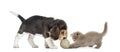 Beagle puppy and Highland fold kitten playing