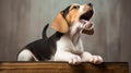 A beagle puppy howling for attention on his dog basket. Close-up of a staring beagle puppy