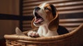 A beagle puppy howling for attention on his dog basket. Close-up of a staring beagle puppy Royalty Free Stock Photo