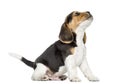 Beagle puppy howling, looking up, isolated Royalty Free Stock Photo