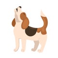 Beagle puppy howls isolate on a white background. Vector graphics