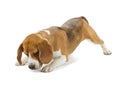 Beagle puppy isolated on white background