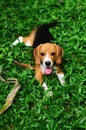 Beagle puppy laying down on the cool grass in spring looking at the camera. Royalty Free Stock Photo