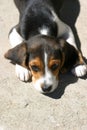 Beagle puppy laying down on a gray background Royalty Free Stock Photo