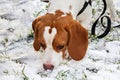 Beagle puppy is looking for something in the snow Royalty Free Stock Photo