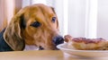 Beagle puppy looking to roasted chicken leg on a white plate