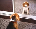 Beagle puppy looks at himself in the mirror