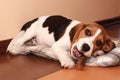Beagle puppy lying and chews a bone Royalty Free Stock Photo