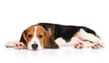 Beagle puppy lying on a white background Royalty Free Stock Photo