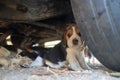 Beagle puppy lying down under the car Royalty Free Stock Photo