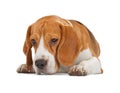 Beagle puppy lying and looking down Royalty Free Stock Photo