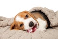 Beagle puppy lying under the blanket Royalty Free Stock Photo