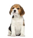 Beagle Puppy, 2 months old, sitting Royalty Free Stock Photo