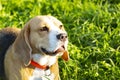 Beagle puppy with a noble posture lies quietly in the grass