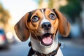 A Beagle puppy with opened mouth and surprised eyes Royalty Free Stock Photo