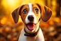 A Beagle puppy with opened mouth and surprised eyes Royalty Free Stock Photo