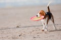 Beagle puppy playing Royalty Free Stock Photo