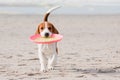 Beagle puppy playing