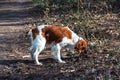 beagle puppy playing with ball