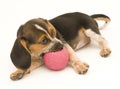 Beagle Puppy Playing with Rubber Ball