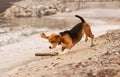 Beagle puppy playing with the stick Royalty Free Stock Photo