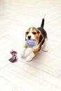 Beagle puppy plays at home with a ball. Vertical format