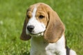 Beagle Puppy Portrait Royalty Free Stock Photo