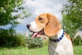 Beagle puppy portrait Royalty Free Stock Photo