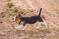 Beagle puppy, running on the sand