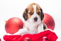 beagle puppy in Santa hat is sitting next to two Christmas balls on a white background Royalty Free Stock Photo