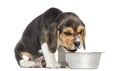 Beagle puppy sitting in front of a dog bowl without appetite