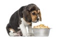 Beagle puppy sitting in front of a full dog bowl with despair Royalty Free Stock Photo