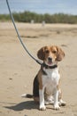 Beagle puppy sitting on sand